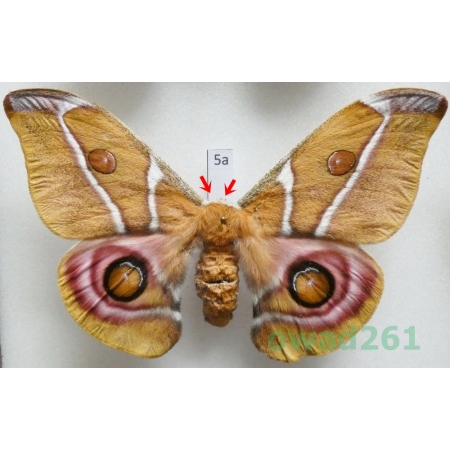 Antherina suraka (Boisduval, 1833) female ex. ovo Madagascar 102mm5a